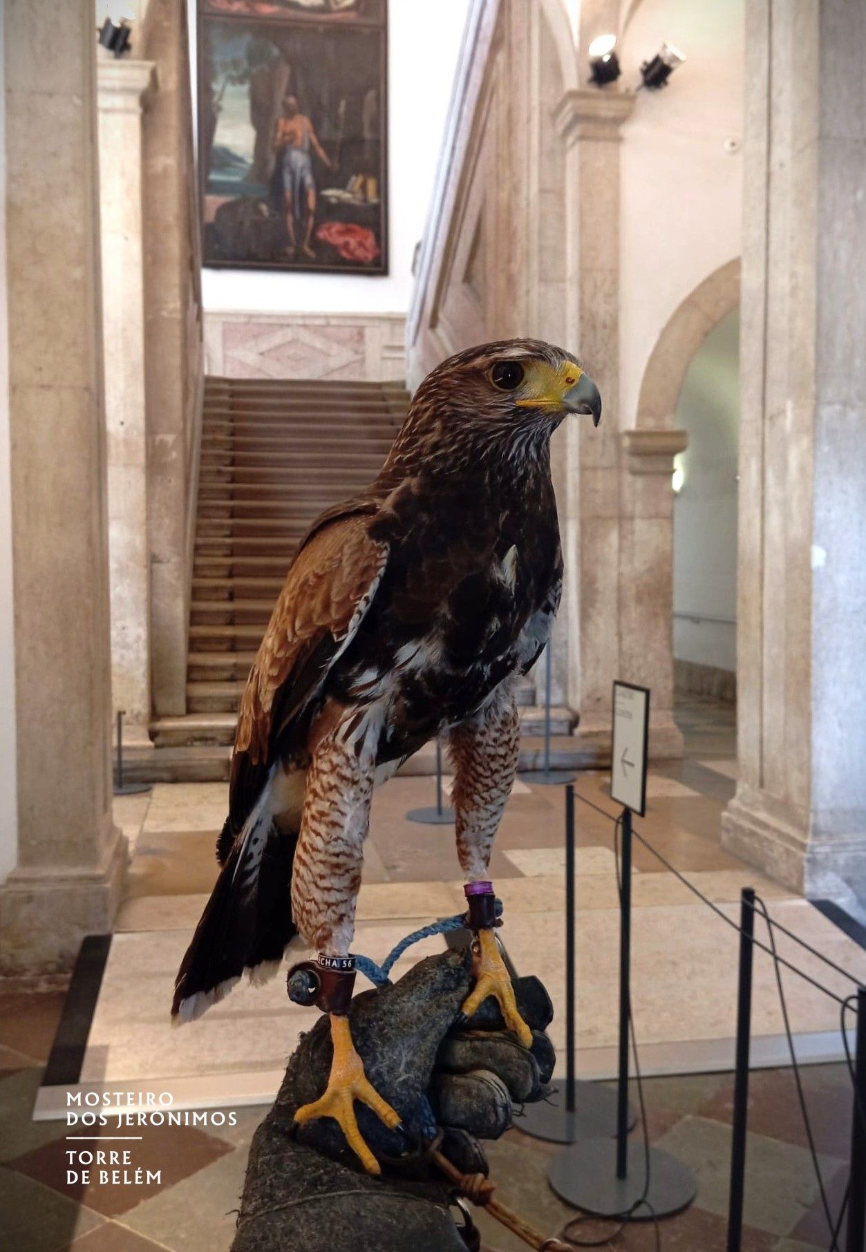 MOSTEIRO DOS JERÓNIMOS UTILIZA AVES DE RAPINA PARA AFASTAR OUTRAS AVES